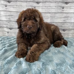 Aussiedoodle Puppies from Soap Creek Kennels