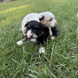 Australian Shepherd and Labrador Retriever Puppies from Triple S Farms