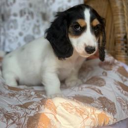 Poppy - Piebald female Dachshund puppy in Duncanville, Alabama from Bear Creek Dachshunds