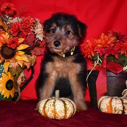 Leaf - Black and tan male Welsh Terrier puppy in Draper, Virginia from Shady Oaks WFT