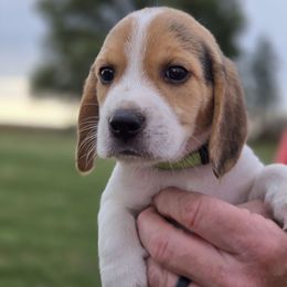 Gismo - Black red and white male Beagle puppy in Bethany, Missouri from Fox Creek Beagles