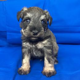 CODIAC - Wheaten male Miniature Schnauzer puppy in Pisgah, Alabama from Mashburns Little Munchkins