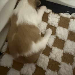 Shih Tzu Puppies from Wood Foo Breeders