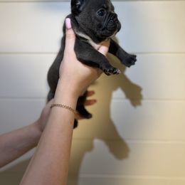 Baby Shark - French Bulldog puppy from Kayla's French Bulldogs