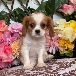Daisy - Blenheim female Cavalier King Charles Spaniel puppy in Hollywood, Florida from World Class Cavaliers