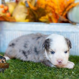 Rowdy - Blue merle male Miniature American Shepherd puppy in Granbury, Texas from Best Little Aussies