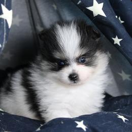 AKC Milo - Tri-colored male Pomeranian puppy in Albany, Indiana from Hatz Off Puppies