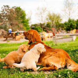 Golden Retriever Puppies from Picklebee Acres