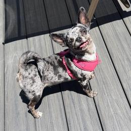 Missy - Chihuahua