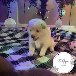 Shiba Inu Puppies from EndThyme Acres