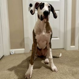 Great Dane Puppies from Phoenix Family Danes