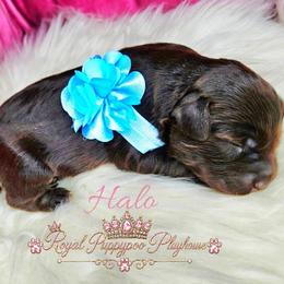 Halo - Brown female Schnoodle puppy in Demorest, Georgia from Royal Puppypoo Playhouse