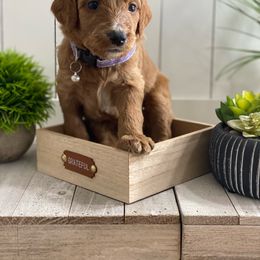 Rainbow - Goldendoodle puppy from Cisneros Goldendoodles