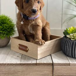Rainbow - Goldendoodle puppy from Cisneros Goldendoodles