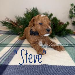 Steve - Black - Red male Cavapoo puppy in South Jordan, Utah from Simply Sweet Paws. LLC