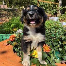 Boy 3 - Black tri male Miniature Australian Shepherd puppy in Potosi, Missouri from Red Hawk Ranch