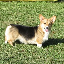 Hemi - Pembroke Welsh Corgi