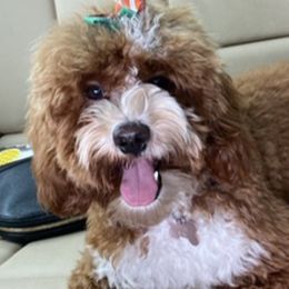Soph - Cockapoo