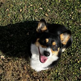 Flynn - Pembroke Welsh Corgi