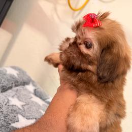 Susi - Chocolate female Shih Tzu puppy in Apple Valley, California from Garcia_shihtzu