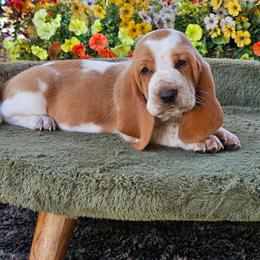 Pink Girl Georgia - Lemon and white female Basset Hound puppy in Foley, Alabama from Jubilee Basset Hounds