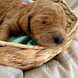 Goldendoodle Puppies from R&L Goldendoodles