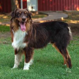 Brewer - Australian Shepherd