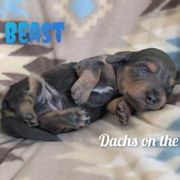 Beast - Gray (blue) male Dachshund puppy in Grove, Oklahoma from Dachs on the lake