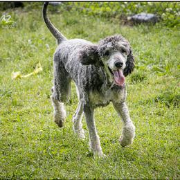 Sally - Black and tan female Cockapoo puppy in Connersville, Indiana from Deaz Doodle Ranch