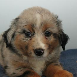Liberty - Blue merle female Miniature Australian Shepherd puppy in Kissee Mills, Missouri from Clinkenbeard Kennel
