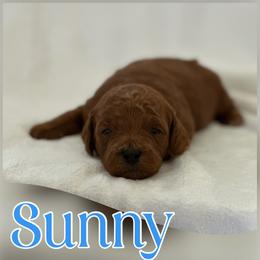 Sunny - Red  male Poodle puppy in Dayton, Texas from Wolfe Island Poodles