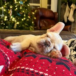Bam-Bam - Cream male French Bulldog puppy in Murphy, Texas from Mathew Household Frenchies