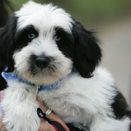 Tibetan Terrier All Grown Up from Kham Ra Tibetans