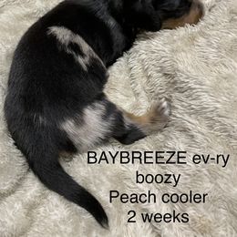 Boy 1 - Dachshund puppy in Mt Laurel, New Jersey from ev-ry dachshund