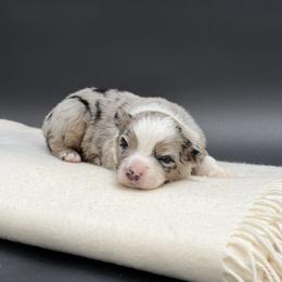 Millie - Blue merle female Miniature Australian Shepherd puppy in Covington, Pennsylvania from Rigas Mini Aussies LLC