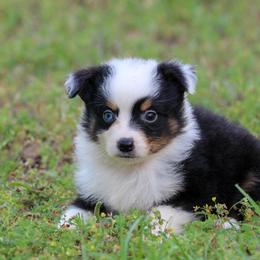 Mazie - Black tri female Miniature Australian Shepherd puppy in Bauxite, Arkansas from J and B Mini Aussies