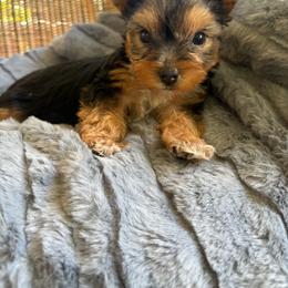 Hermione - Black and tan female Yorkshire Terrier puppy in Malvern, Arkansas from Sweet as dessert puppies
