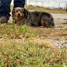 Hank - Toy Australian Shepherd