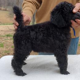 Spruce (boy) - blue collar - Blue male Poodle puppy in Tullahoma, Tennessee from Peaceful Valley Poodles
