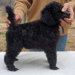 Spruce (boy) - blue collar - Blue male Poodle puppy in Tullahoma, Tennessee from Peaceful Valley Poodles