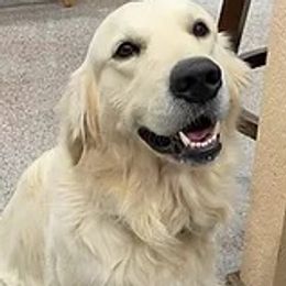 Golden Retrievers from NTX Goldens