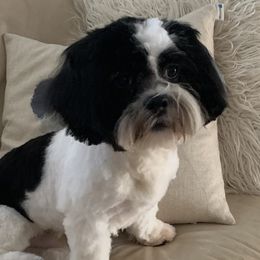 Murphy - Lhasa Apso