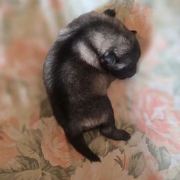 Sweet tart - Gray silver and black female Keeshond puppy in Logan, Ohio from Hocking Hills Keeshonds