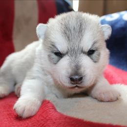 Lucky - Gray and white male Siberian Husky puppy in Le Sueur, Minnesota from Tevana Siberians LLC