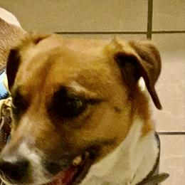 Tink - Jack Russell Terrier