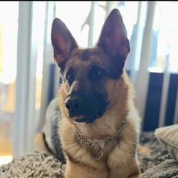 Esmie - German Shepherd