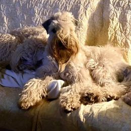Soft Coated Wheaten Terriers from Kaden Wheatens