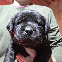 Black Male 1 - Black male Labrador Retriever puppy in Andrews, South Carolina from Leyland Cypress Retrievers