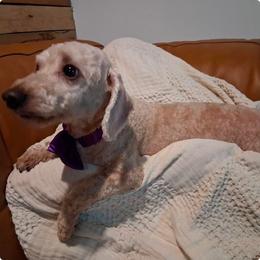 Sweet Carmel - Red male Cavapoo puppy in Centerton, Arkansas from Velvet Paws Cavapoos