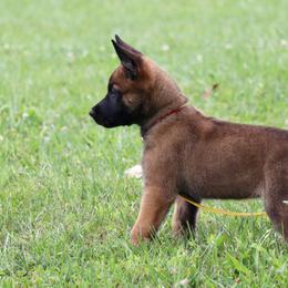 Belgian Malinois, Dutch Shepherds, German Shepherds, and xDutch Shepherds from Vom Jazzigen Haus